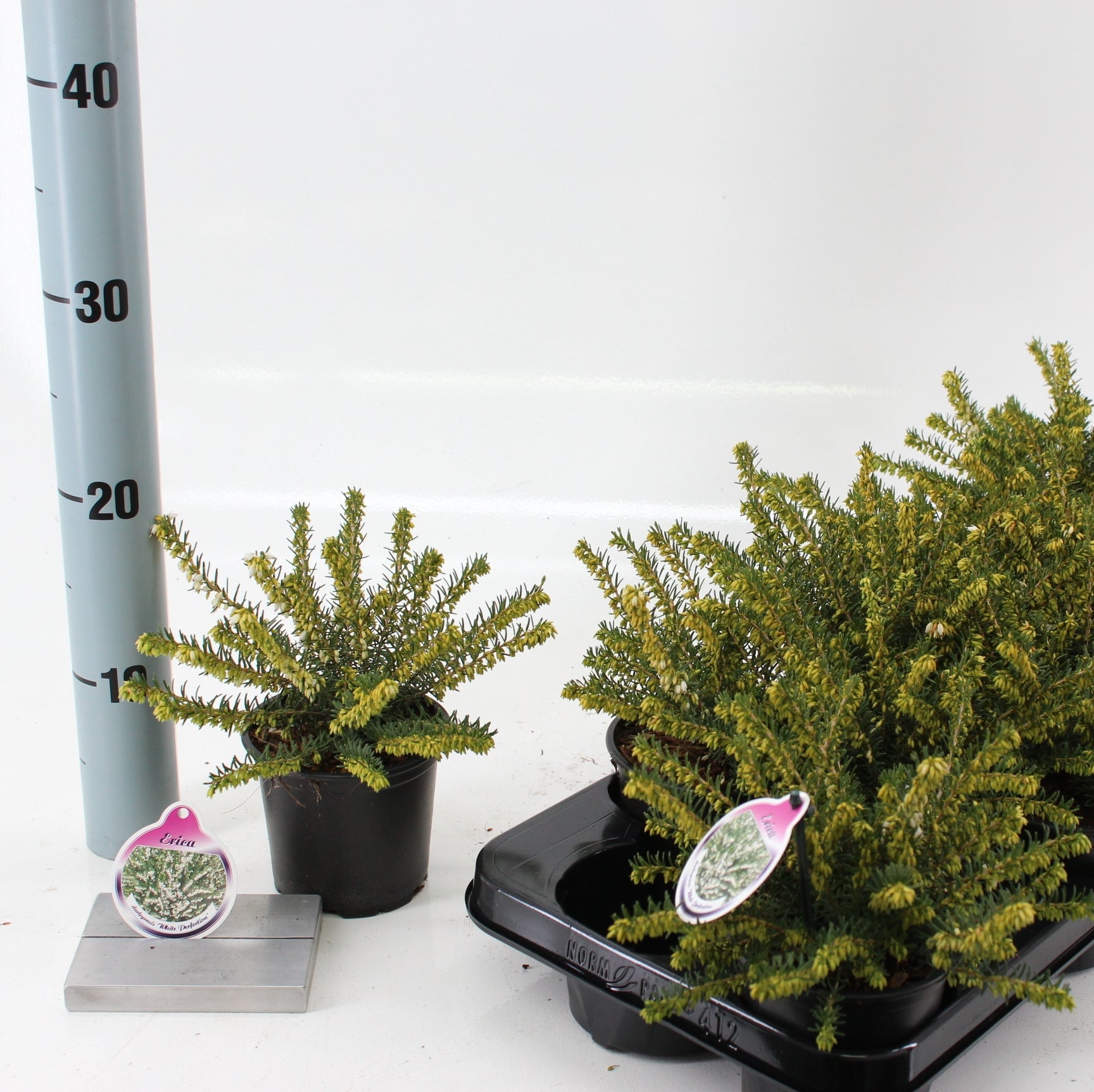 Erica White Perfection 10cm 10.5cm Pot