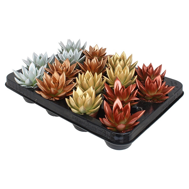 Echeveria Miranda mix 8cm 6cm Pot