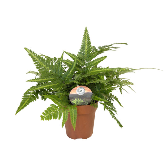 Arachniodes aristata Variegata 35cm 12cm Pot