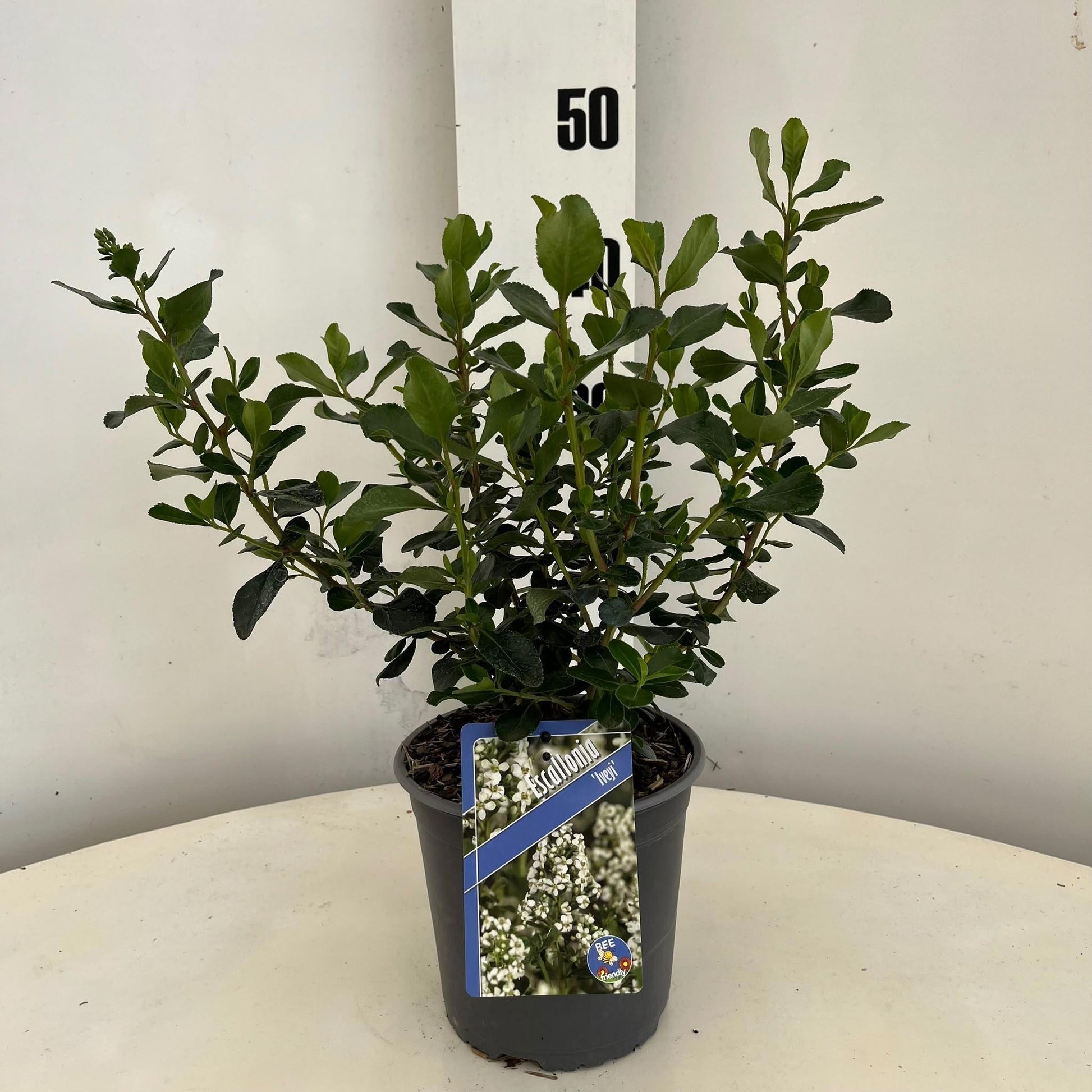 About Plants Zundert BV Escallonia Iveyi Pack of 1