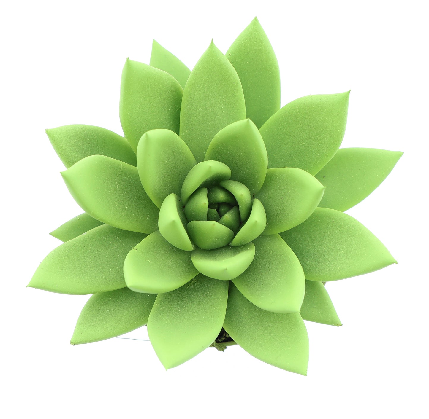 Rainbow yellow green 10cm 8.5cm Pot