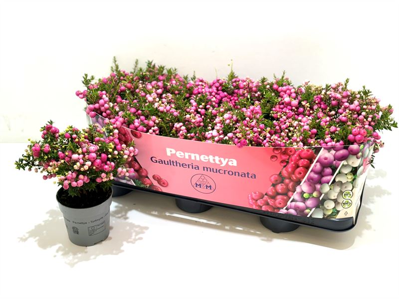 Gaultheria mucronata 15cm 10.5cm Pot