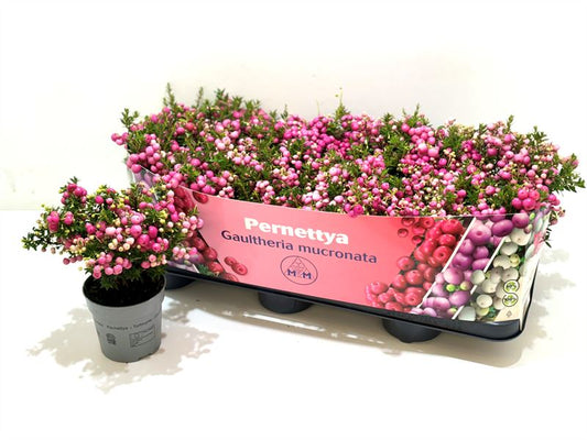 Gaultheria mucronata 15cm 10.5cm Pot
