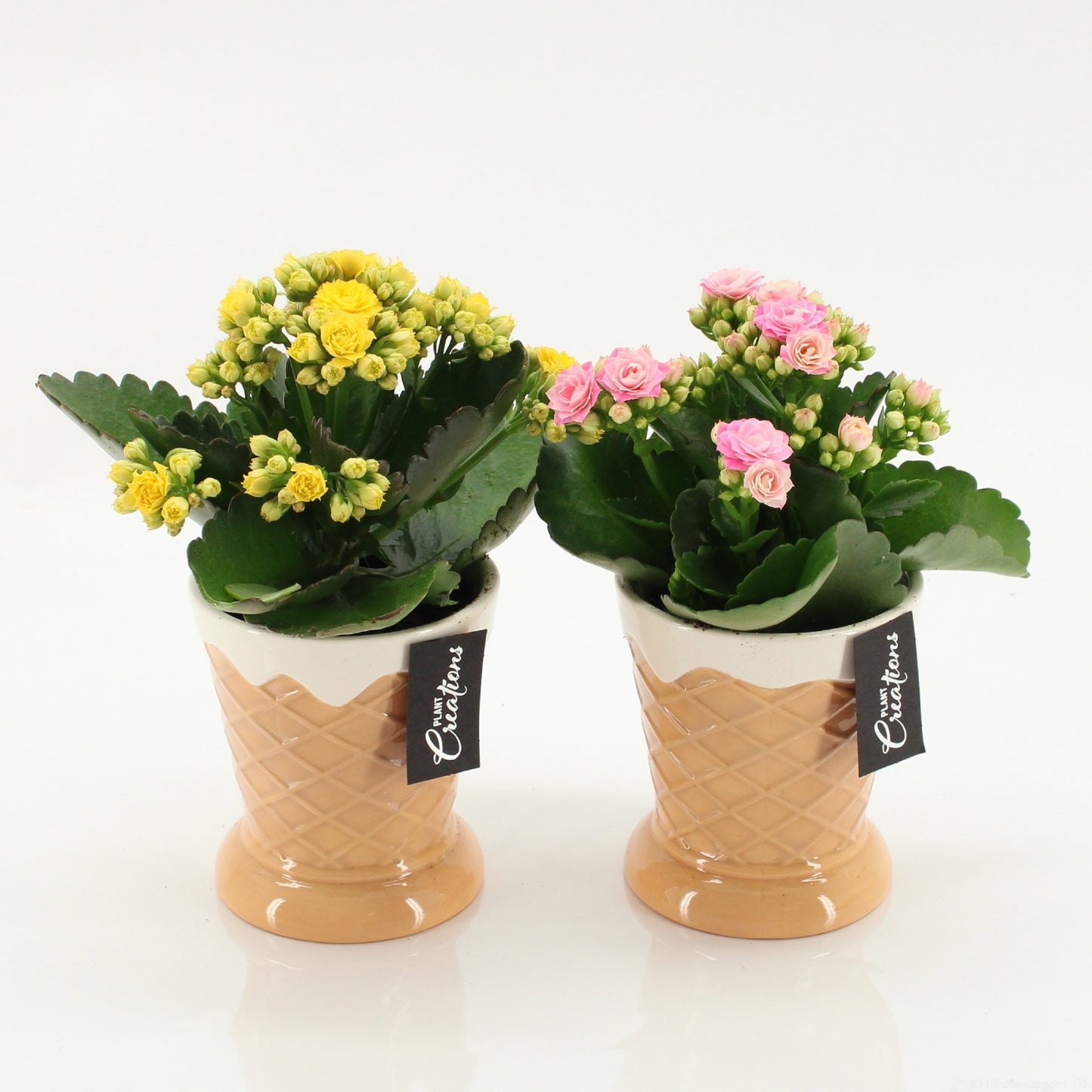 Kalanchoe arrangement 20cm 9cm Pot