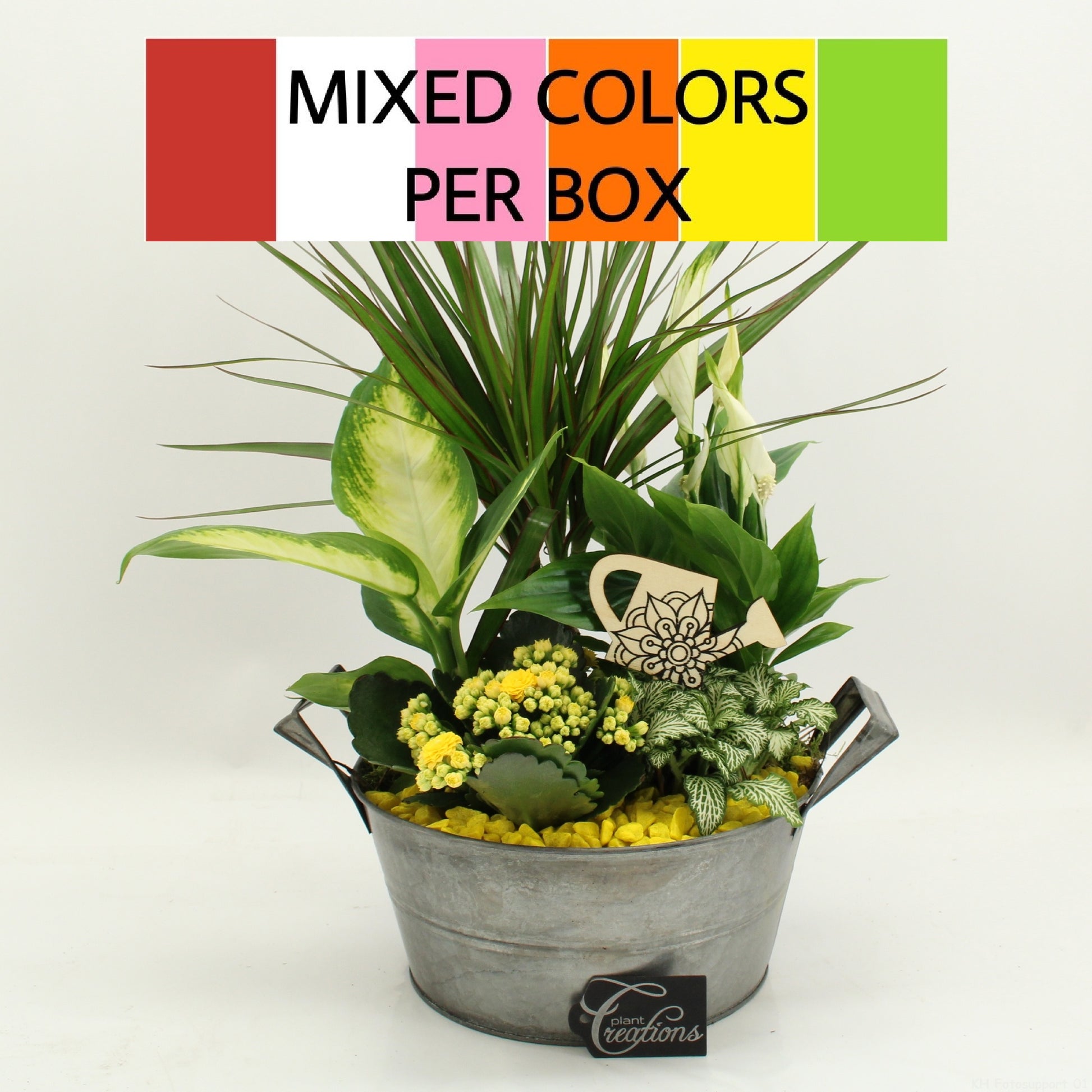 Indoor flowering arrangement 50cm 23cm Pot