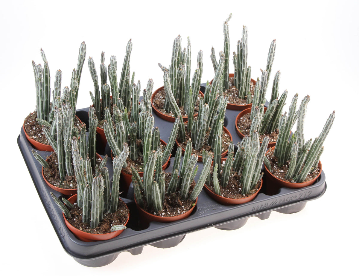 Senecio candidans 18cm 8.5cm Pot
