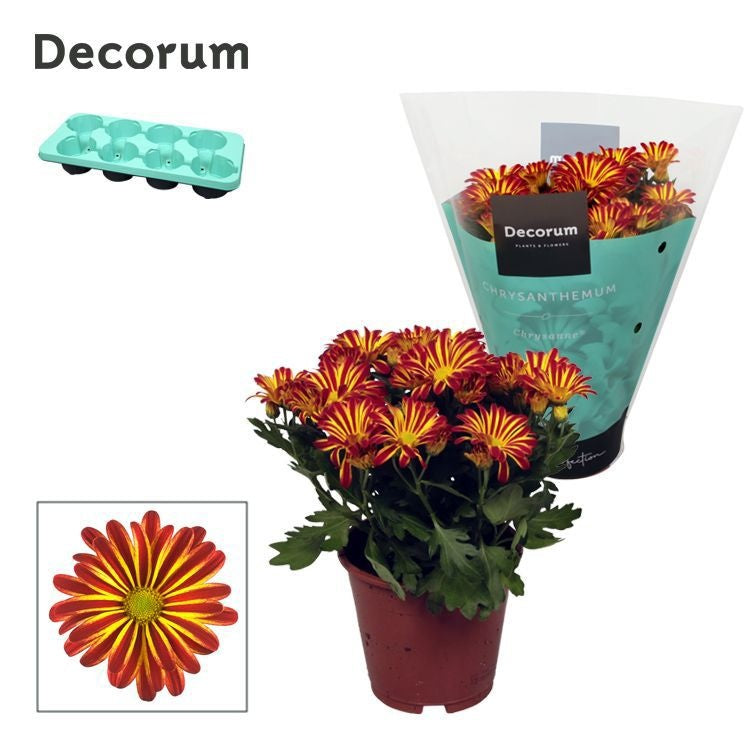 Schie Van Chrys. marg. Bicolor flame Pack of 8