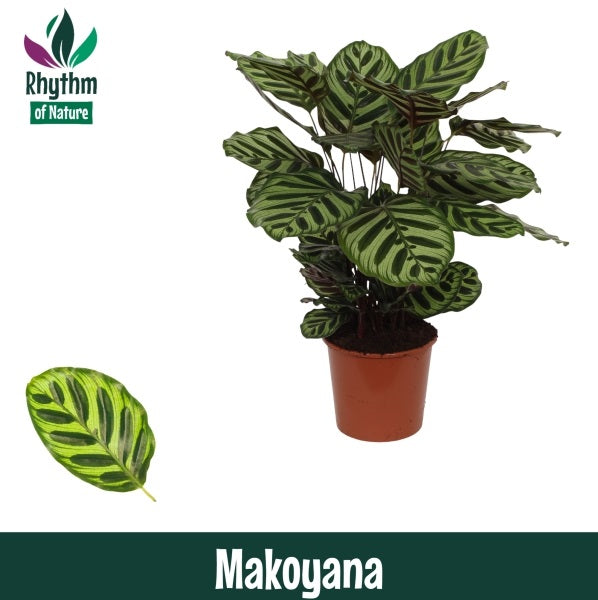 Calathea makoyana 65cm 17cm Pot