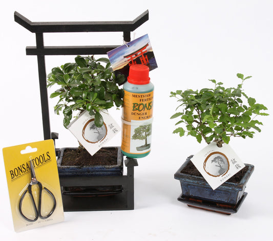 Bonsai mix 35cm 22cm Pot