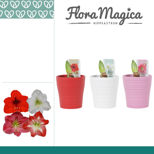 Hippeastrum 25cm 12cm Pot