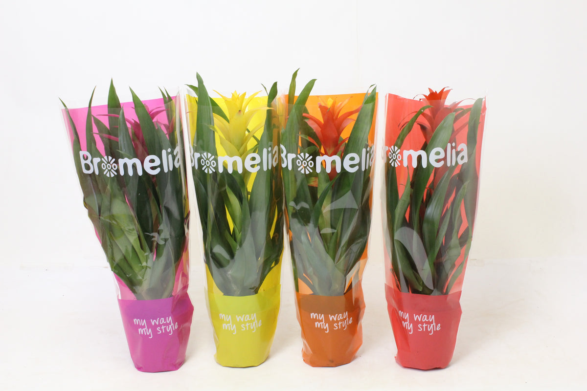 Bromelia mix 45cm 12cm Pot