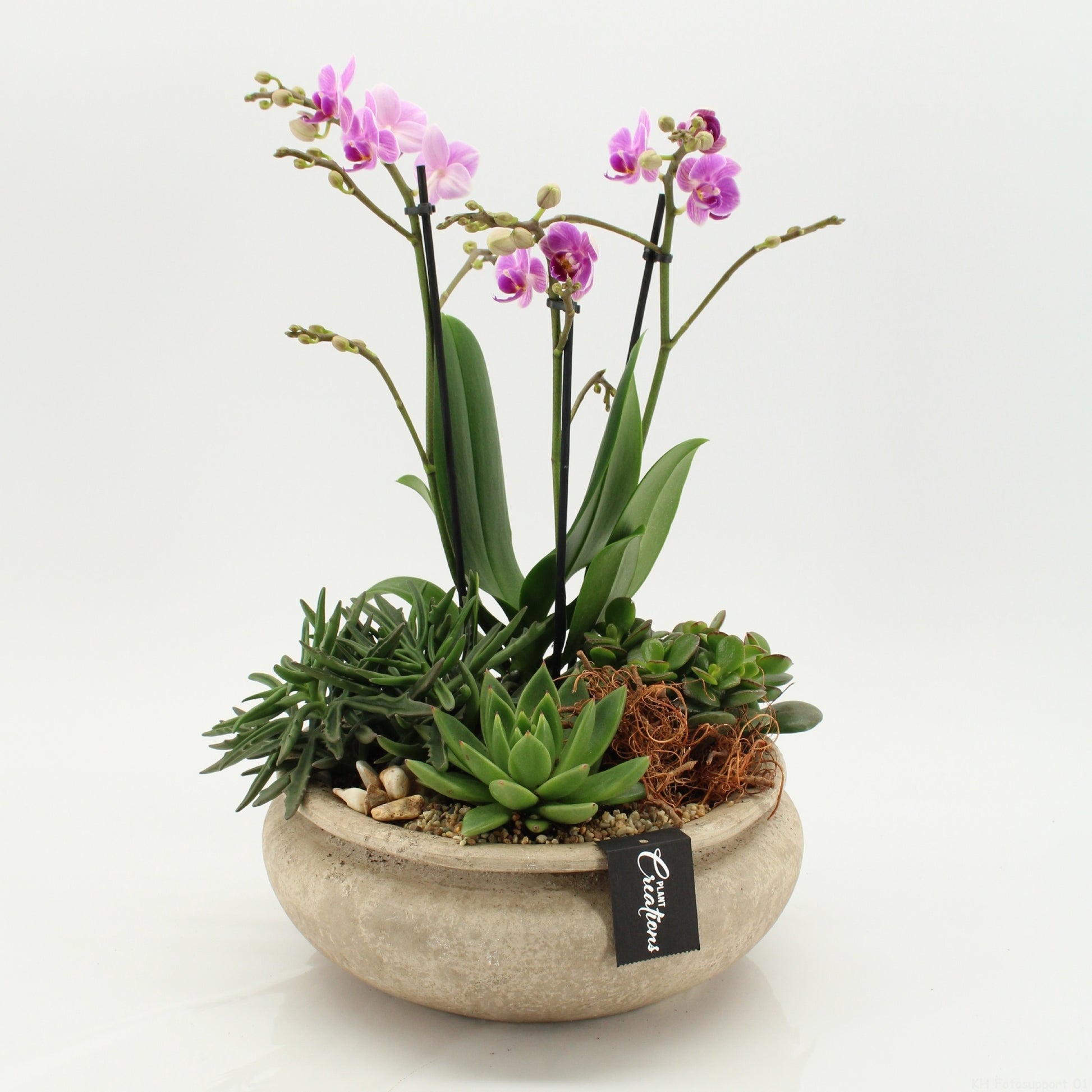 Phalaenopsis arrangement 45cm 25cm Pot