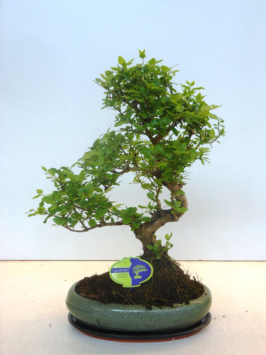 Bonsai Ligustrum 45cm 29cm Pot