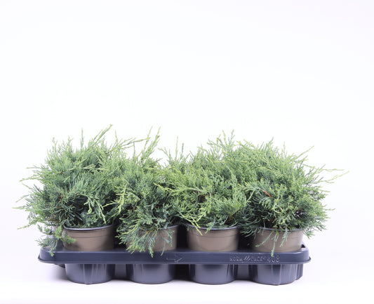 Juniperus Pfitzeriana Glauca 20cm 13cm Pot