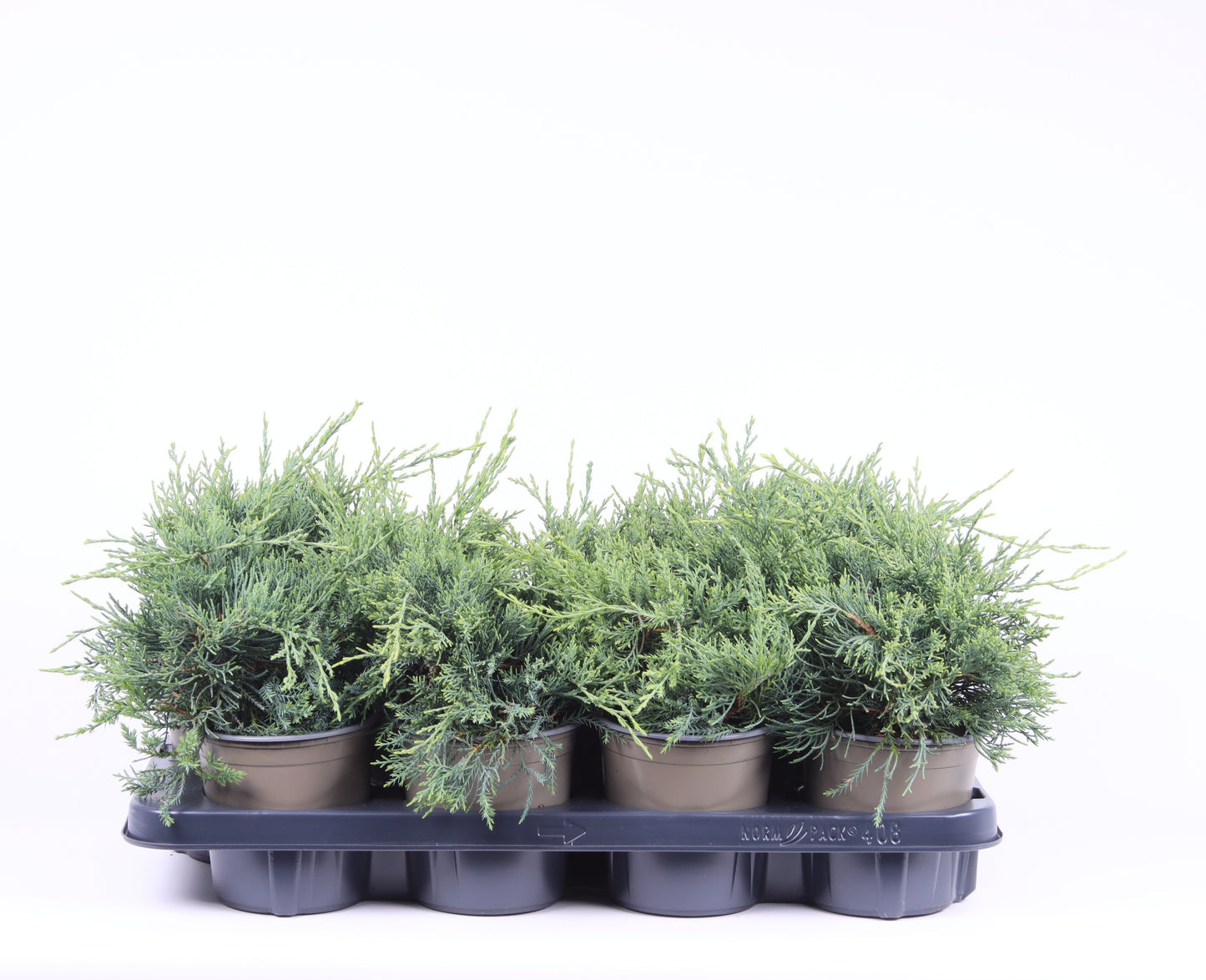 Vredebest, Kwekerij Juniperus Pfitzeriana Glauca Pack of 1