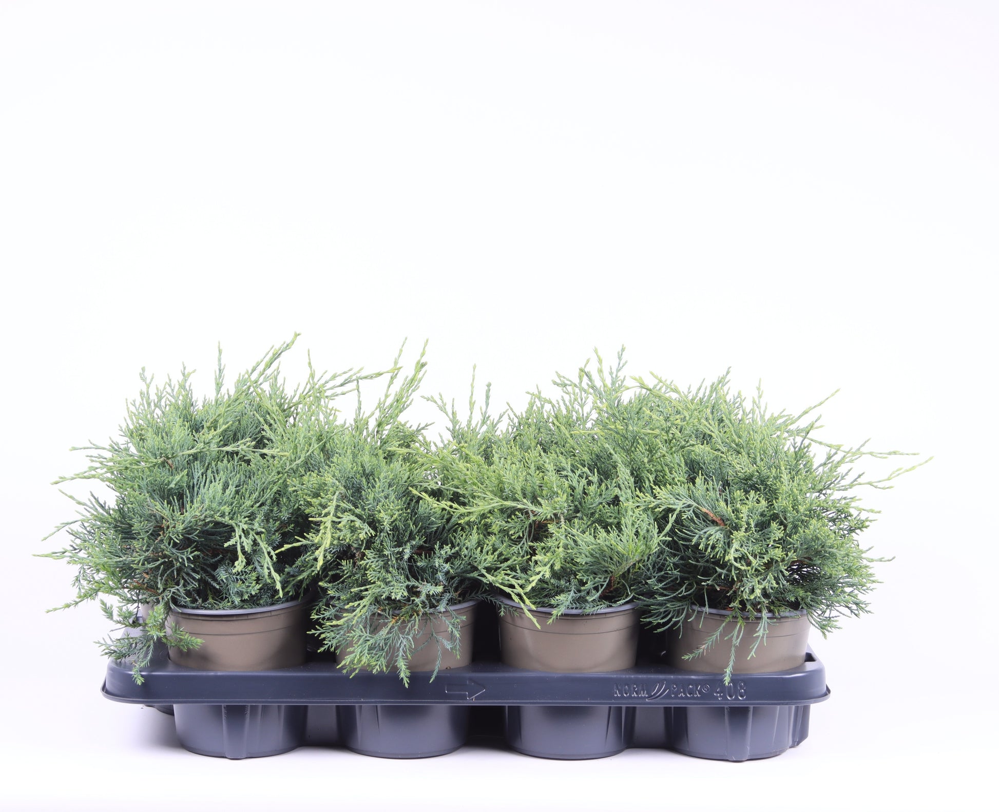Vredebest, Kwekerij Juniperus Pfitzeriana Glauca Pack of 1