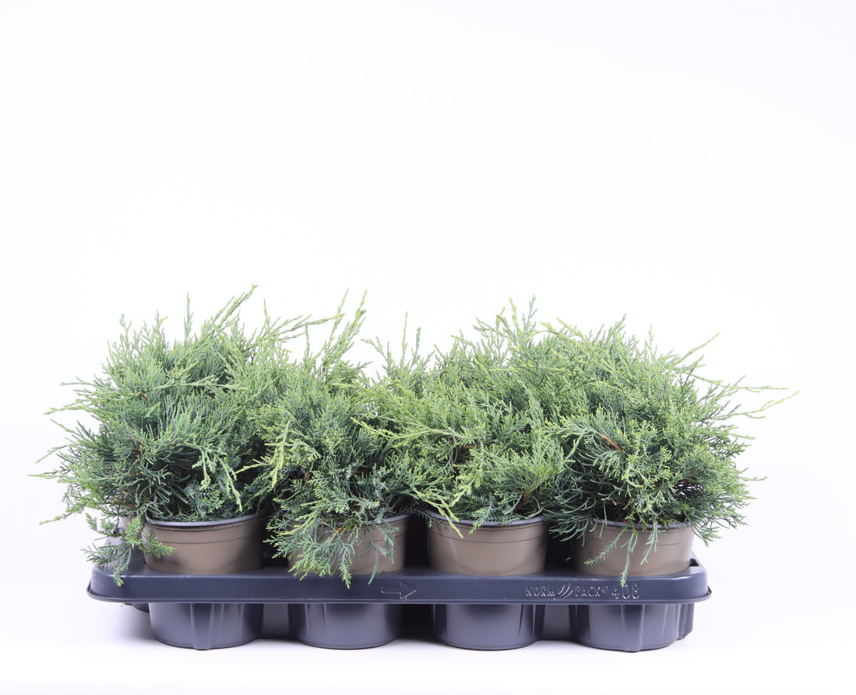 Juniperus Pfitzeriana Glauca 20cm 13cm Pot