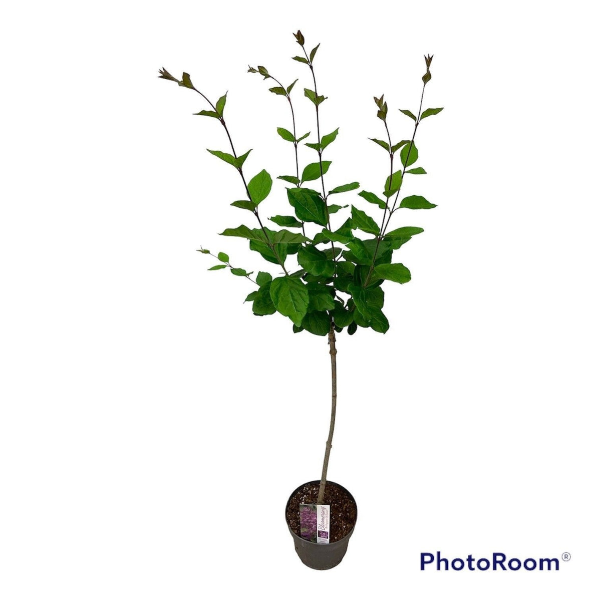 Syringa Hybrid 100cm 19cm Pot