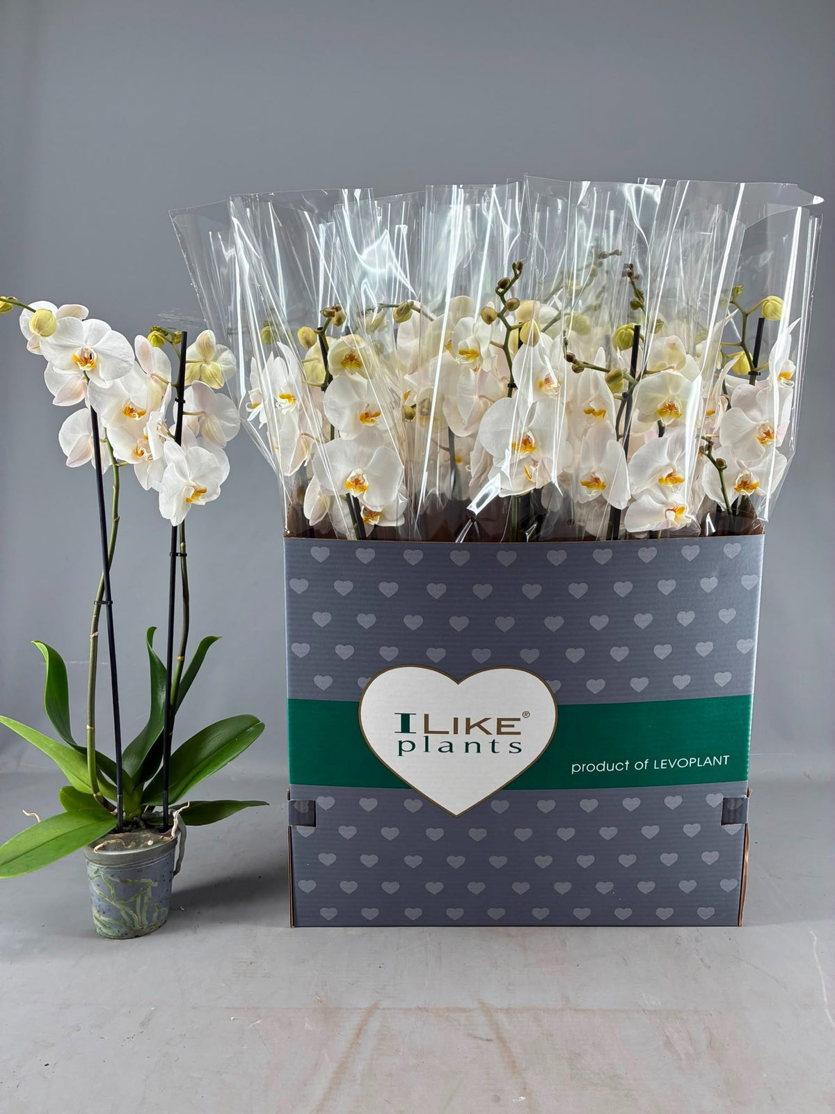 Phalaenopsis white 75cm 12cm Pot