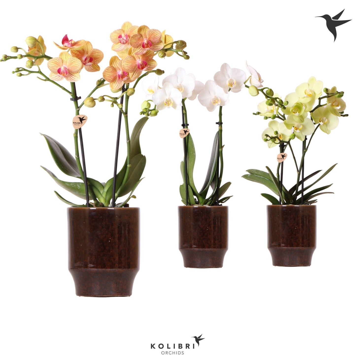 OK Plant Kolibri Orchids Phalaenopsis mix 2 spike in Classy pot brown Pack of 8