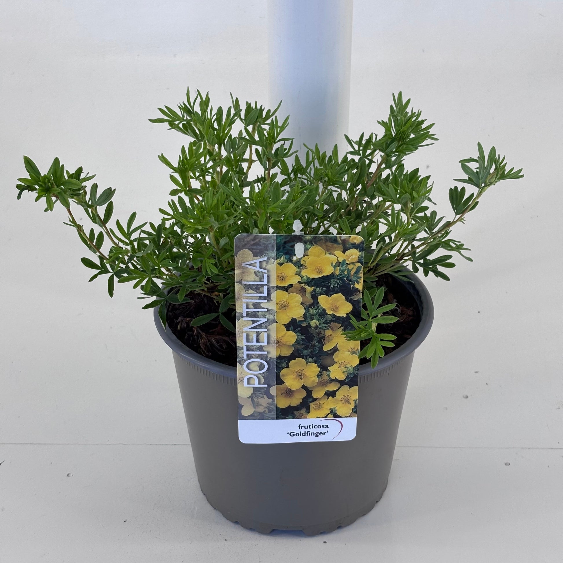 Potentilla frut. Goldfinger 20cm 19cm Pot