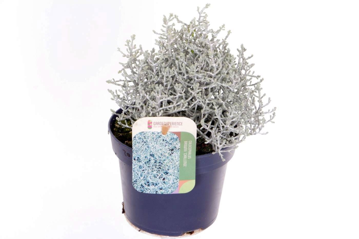 Calocephalus brownii Challenge 20cm 13cm Pot