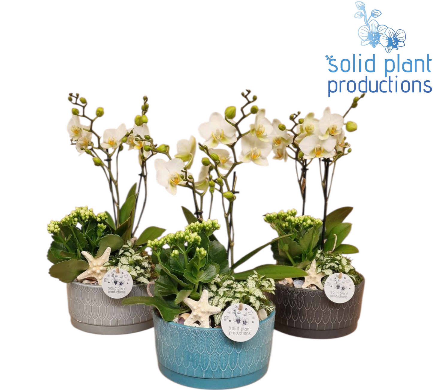 Solid Plant Productions NV008 Sarah Navy Phalaenopsis Pack of 3