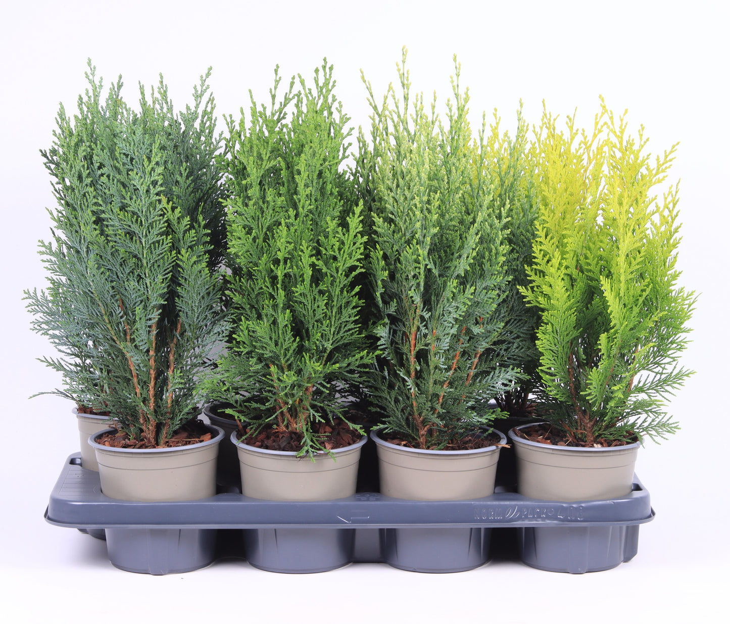 Conifer mix 45cm 13cm Pot