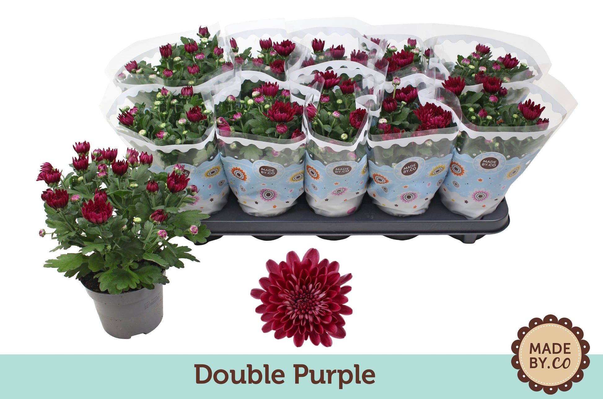 Chrysanthemum double purple 25cm 12cm Pot