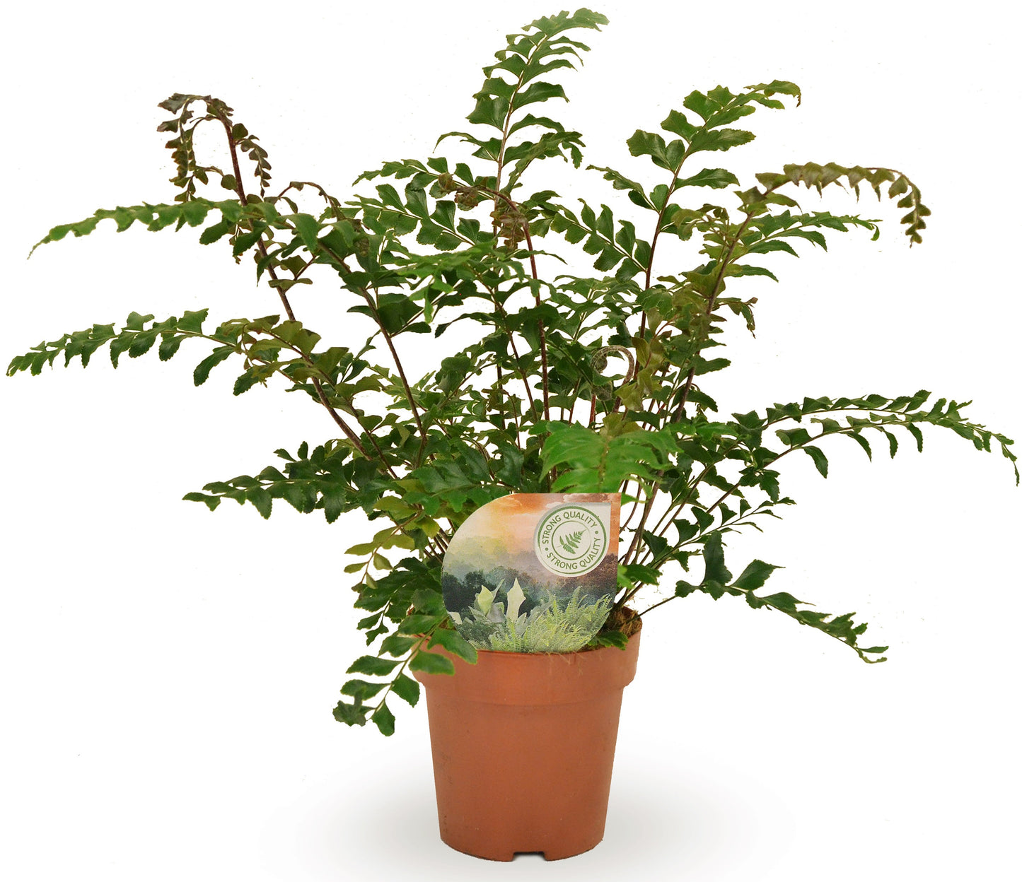 Didymochlaena truncatula 35cm 12cm Pot