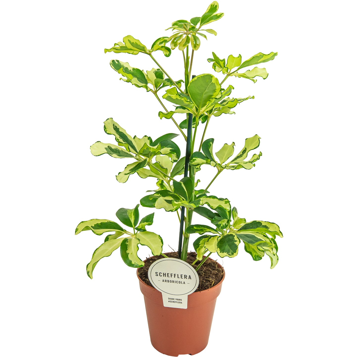 Mostert Nieuwerkerk BV Schefflera Charlotte Pack of 8