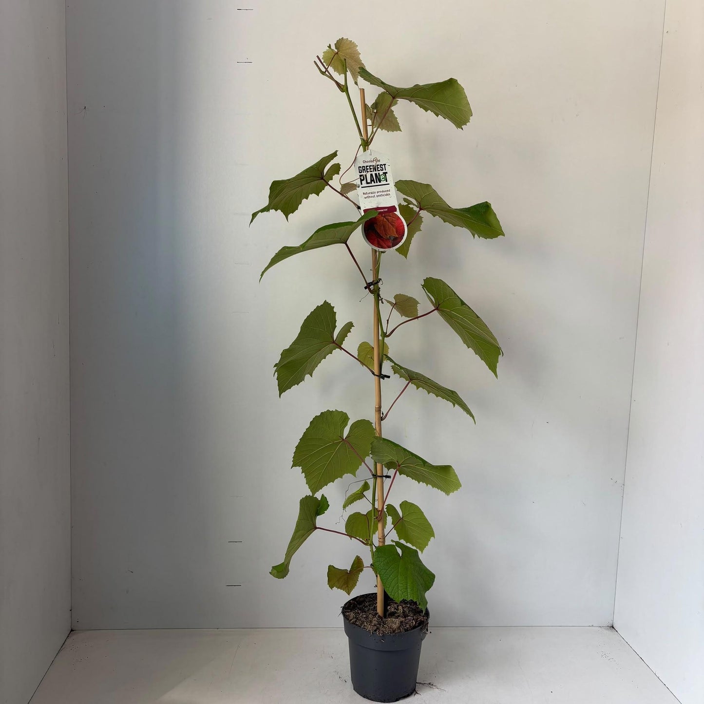 Vitis coignetiae 90cm 17cm Pot