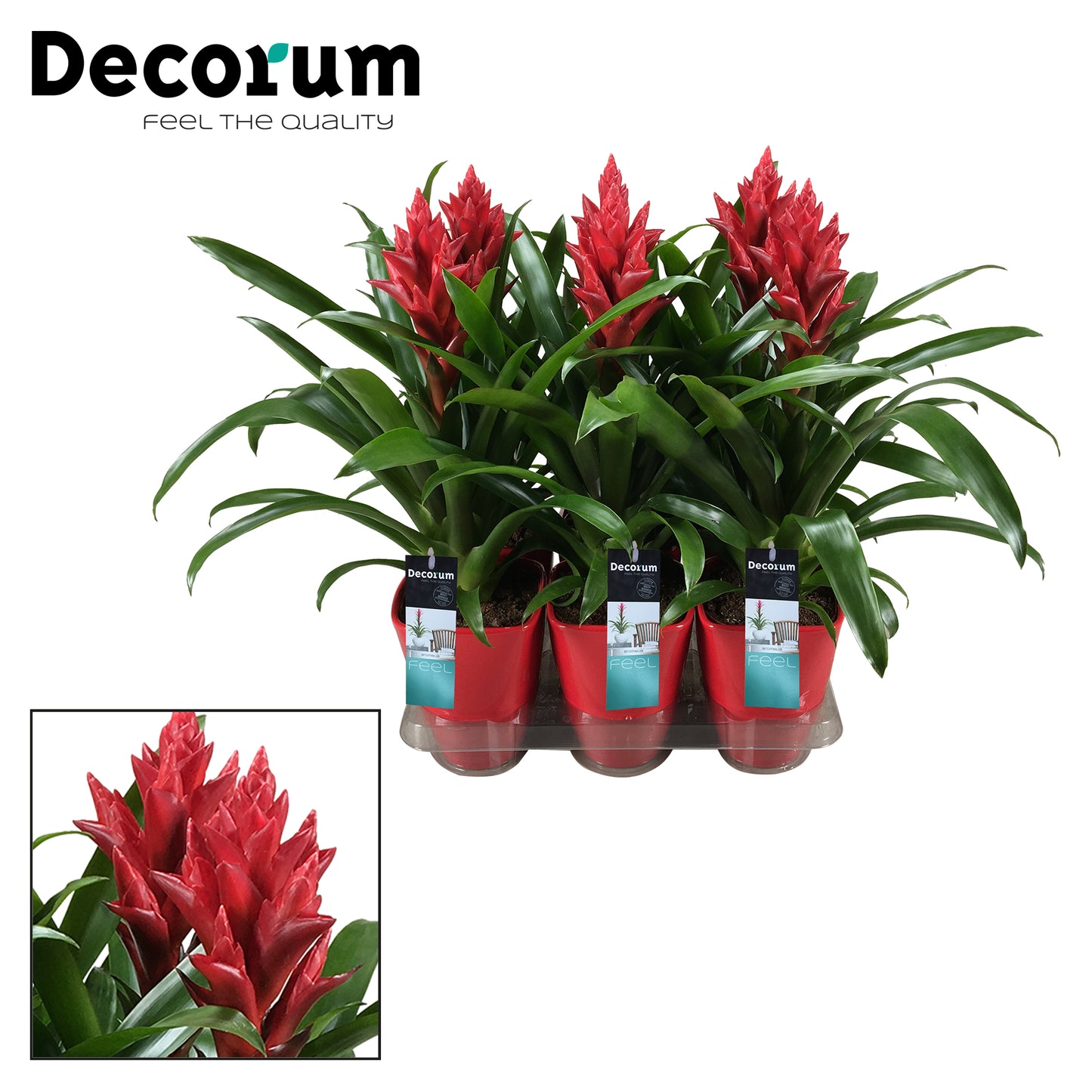 Guzmania Patricia 45cm 14cm Pot