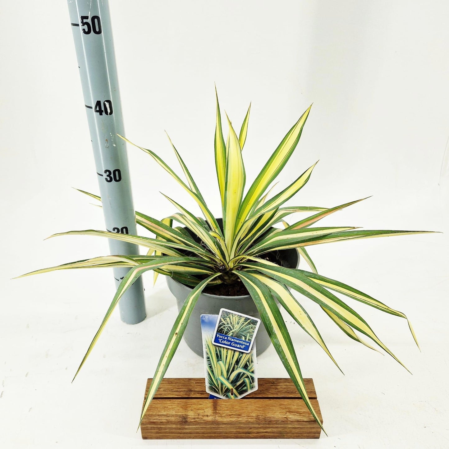 Yucca filamentosa 40cm 23cm Pot