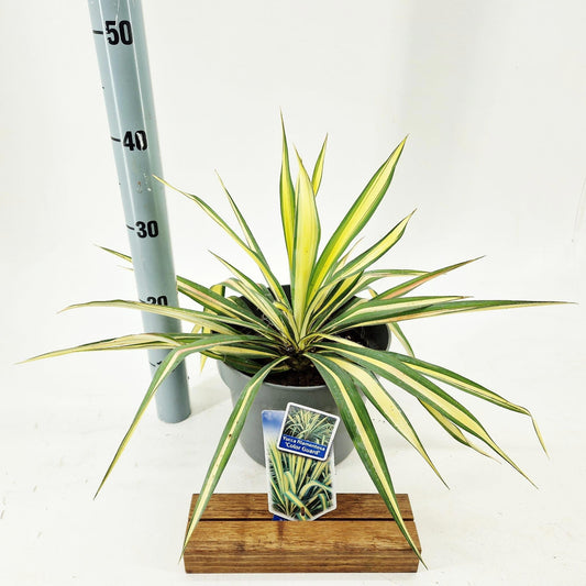 Yucca filamentosa 40cm 23cm Pot