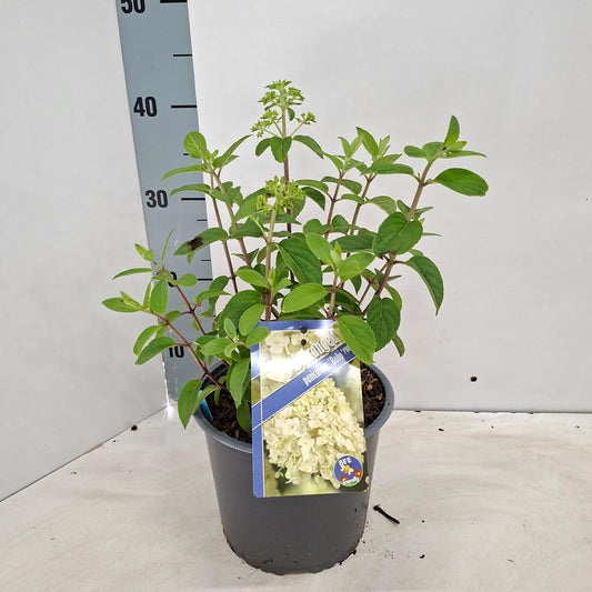 Hydrangea paniculata 35cm 19cm Pot