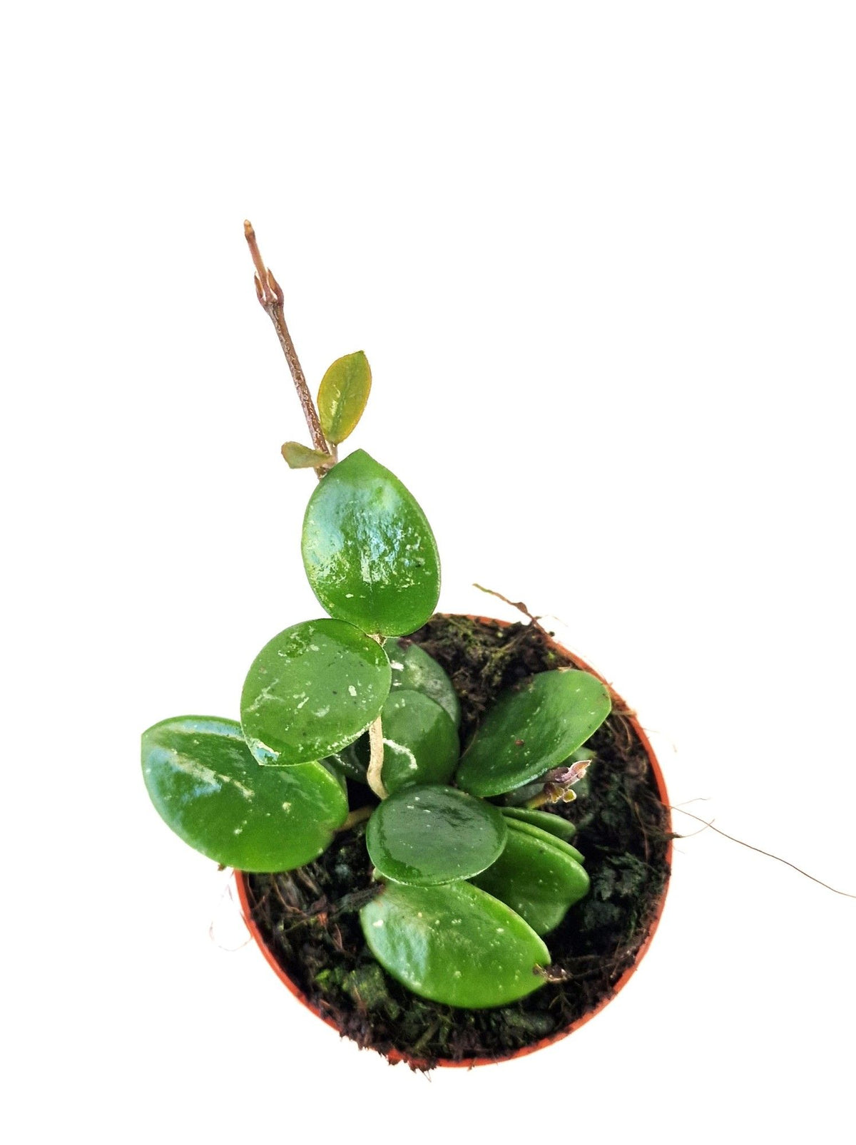 Hoya australis 7cm Pot