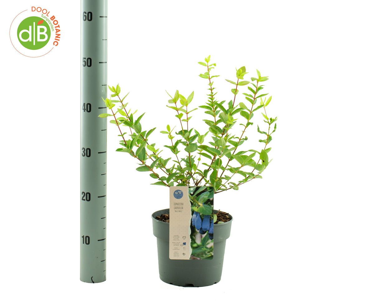 Shrubs mix 25cm 19cm Pot