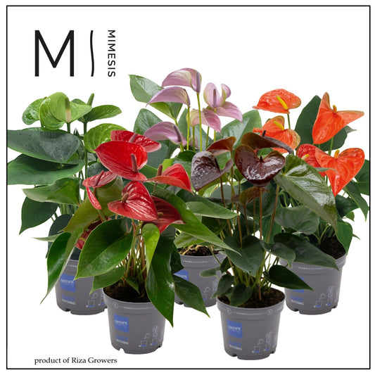 Anthurium mix 43cm 12cm Pot