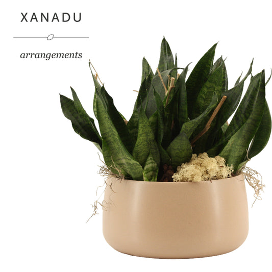 Xanadu Kingston 35cm 24cm Pot