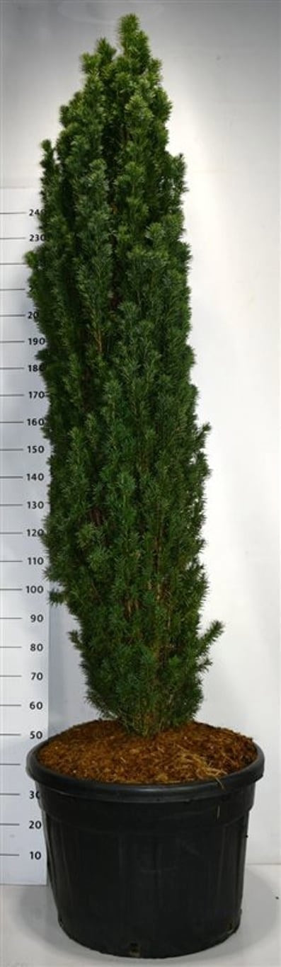 Taxus Fastigiata Robusta 300cm 77cm Pot