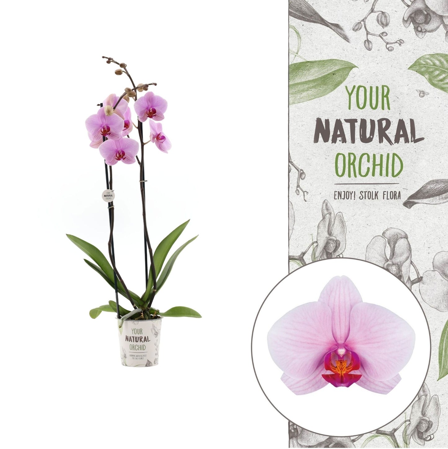 Phalaenopsis Washington 60cm 12cm Pot