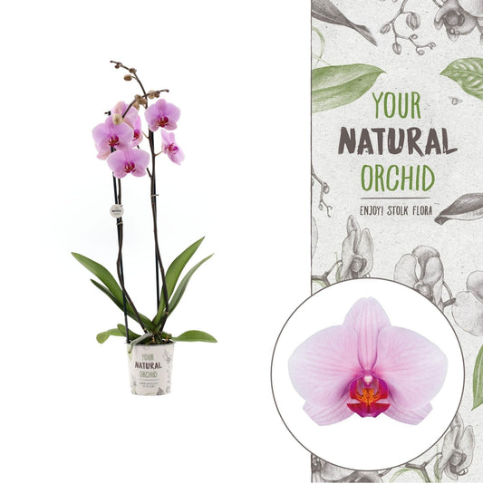 Phalaenopsis Washington 60cm 12cm Pot