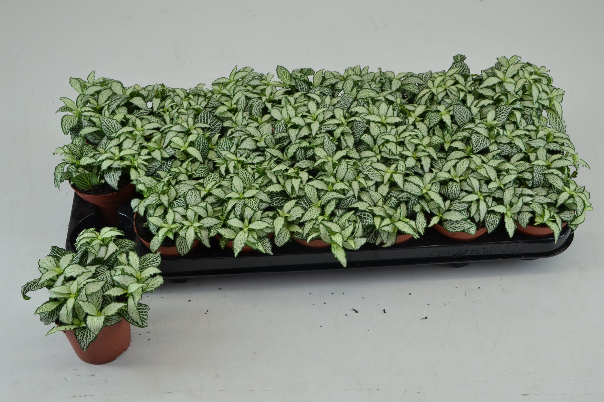 Schoenmakers Verkoop BV Fittonia Mosaic White Forest Flame Pack of 21