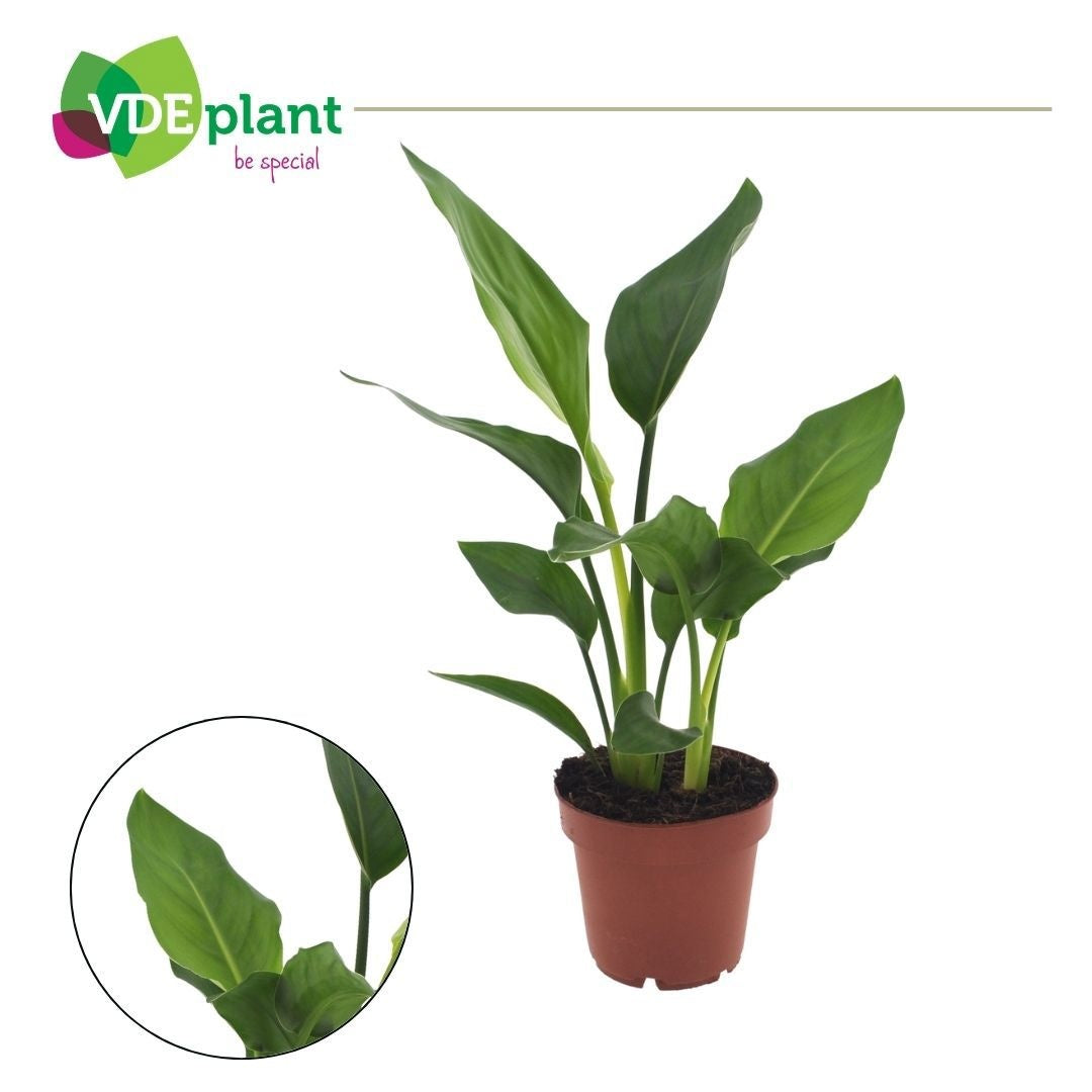 VDE plant BV Strelitzia reginae Pack of 8