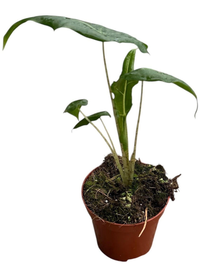 Alocasia amazonica 12cm 8cm Pot
