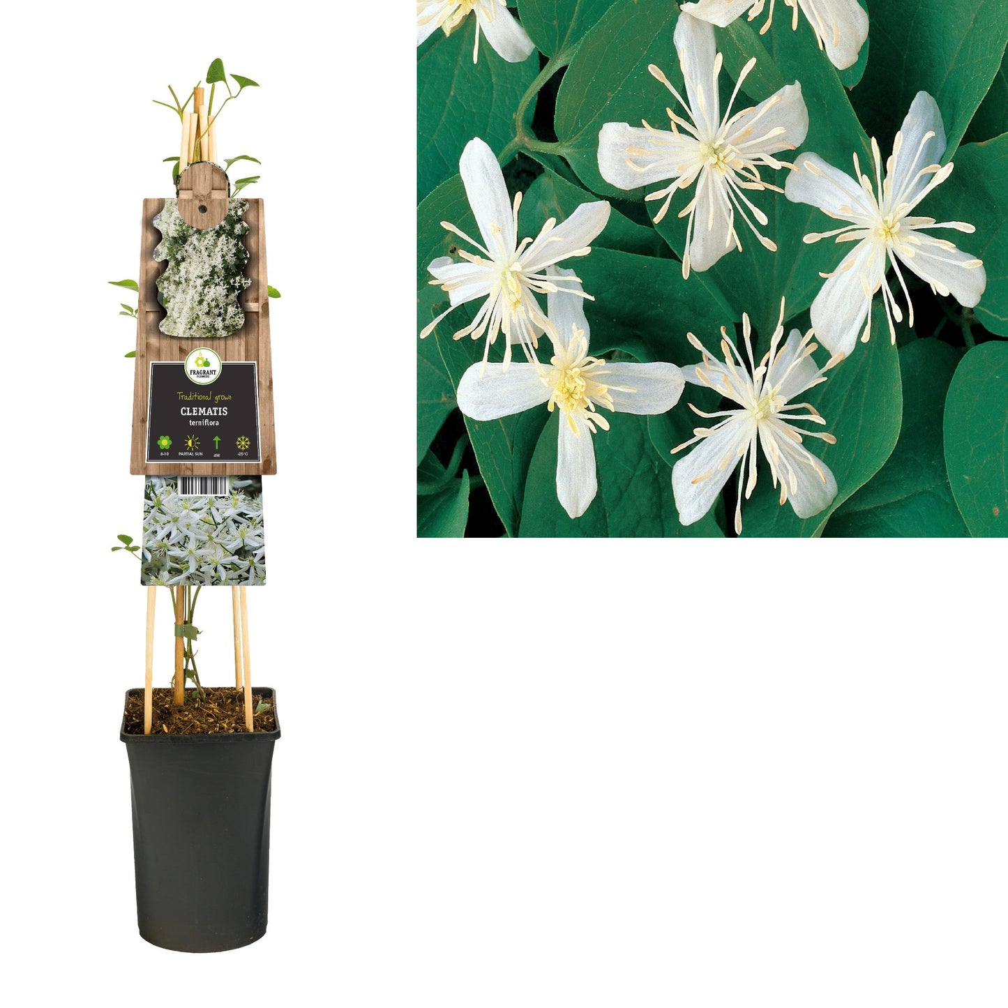 Clematis Terniflora 75cm 17cm Pot