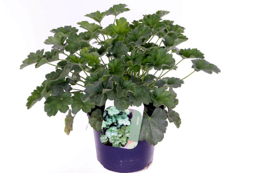 Heuchera Leuchtkaefer 25cm 13cm Pot
