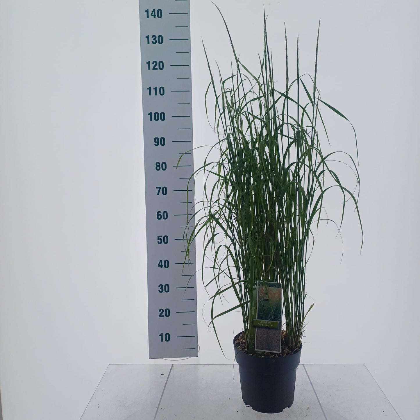 Calamagrostis Karl Foerster 120cm 23cm Pot