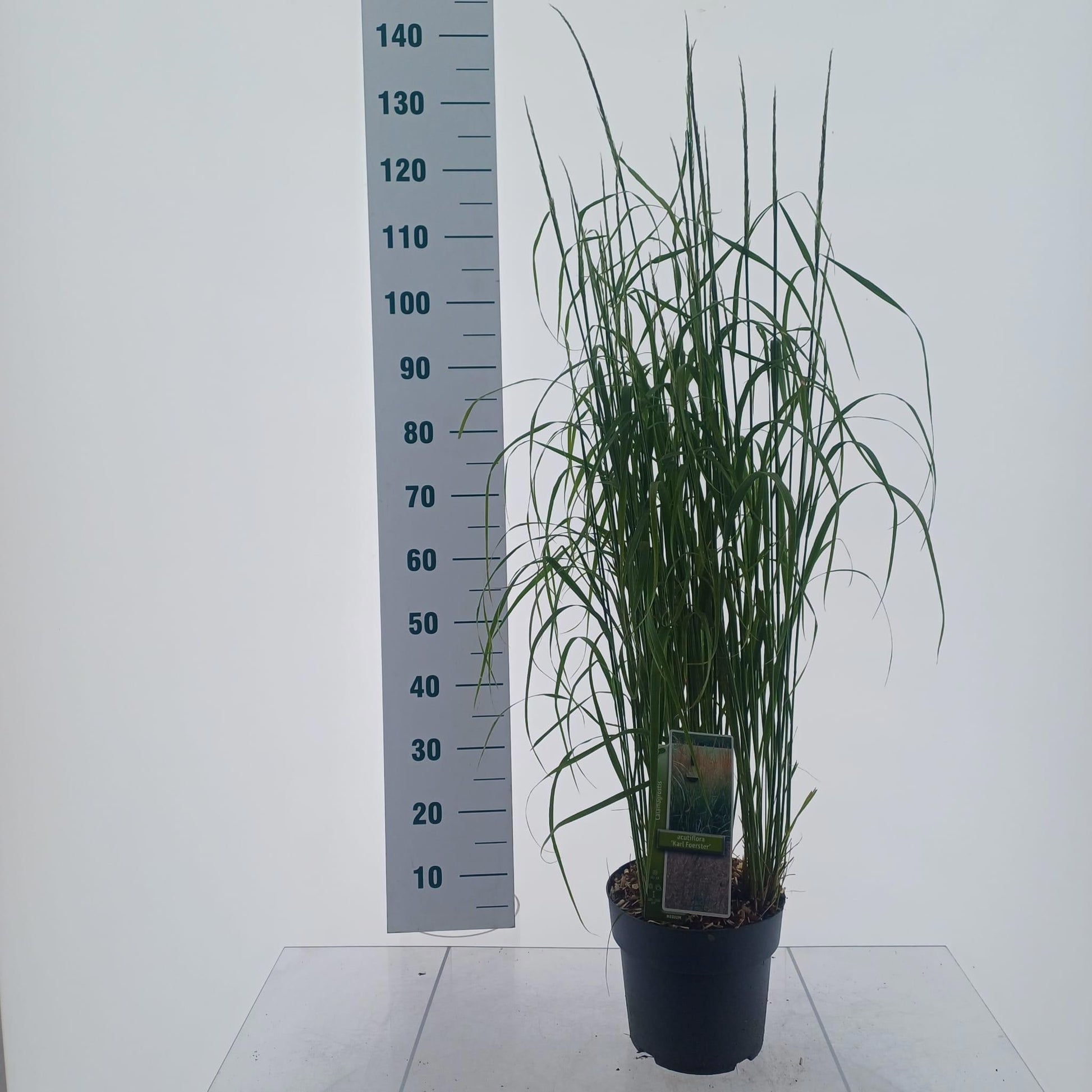 Calamagrostis Karl Foerster 120cm 23cm Pot